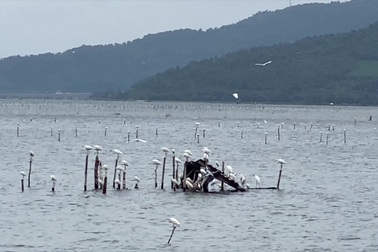 Cò trú ngụ trên đầm Lập An