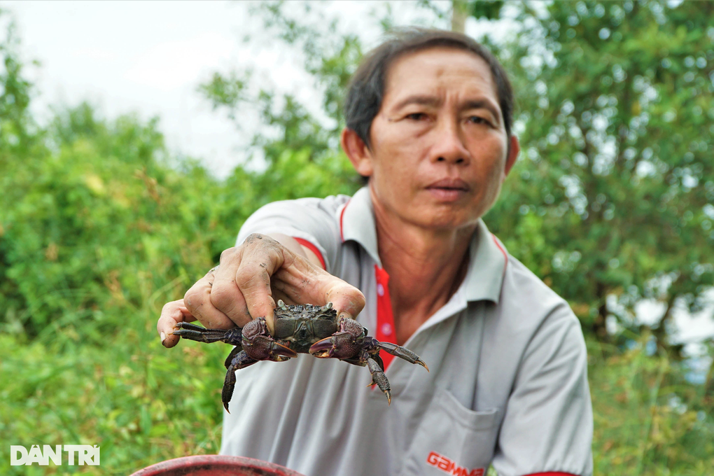 Lão nông Cà Mau tiết lộ bí kíp bắt ba khía cực lạ đặt con nào dính con đó - 6 Lão nông Cà Mau tiết lộ bí kíp bắt ba khía cực lạ đặt con nào dính con đó - 6