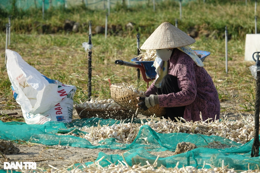 Đặc sản tỏi Lý Sơn chỉ 40.000 đồng/kg, nông dân càng bán nhiều càng lỗ - 1