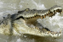 Gia đình có 2 mẹ con cùng bị cá sấu ăn thịt trong một ngày