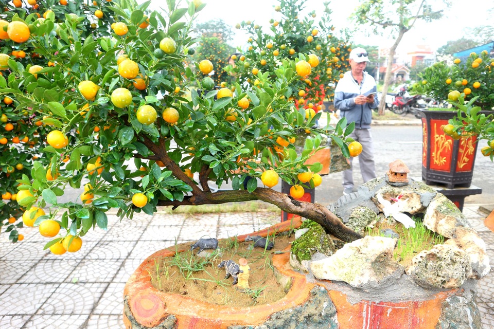 Độc đáo ngày hội quất cảnh tại thủ phủ quất Hội An - 3 Độc đáo ngày hội quất cảnh tại thủ phủ quất Hội An - 3