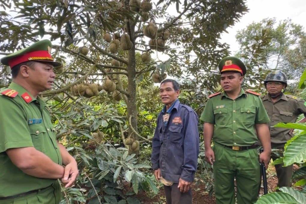 Vụ vườn sầu riêng bị phá hoại: Gắn camera theo dõi, lập tổ tuần tra - 3