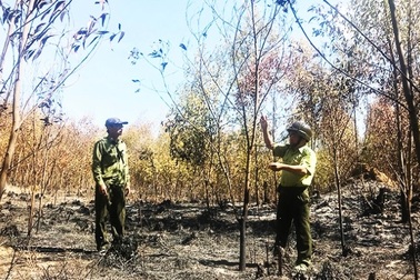 Điều tra vụ gần 100 ha rừng bất ngờ bị cháy, nghi có người đốt