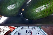 Bơ khổng lồ nặng 2,2 kg/quả giá 400 ngàn đồng vẫn cháy hàng