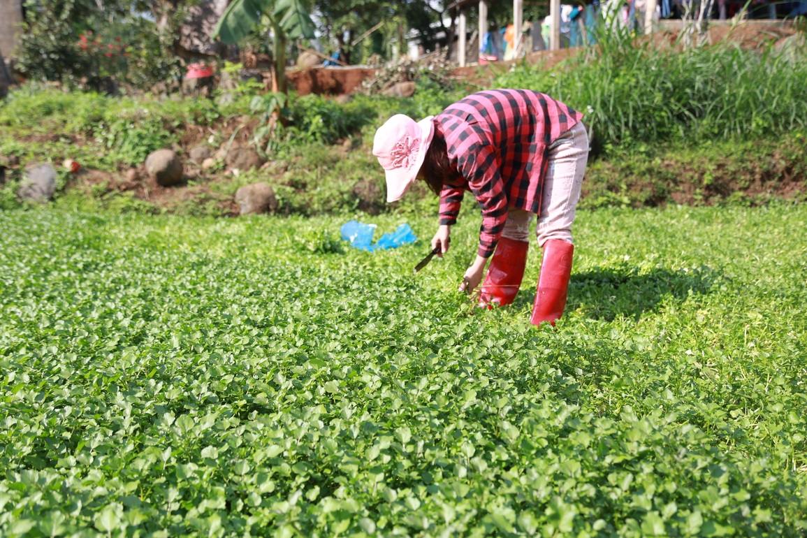 Trồng loại rau gần giống cây dại, người dân thu hơn 50 triệu đồng mỗi vụ - 6 Trồng loại rau gần giống cây dại, người dân thu hơn 50 triệu đồng mỗi vụ - 6