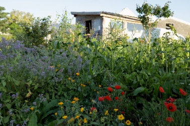 Hai chàng trai  cải tạo đất cằn cỗi, làm vườn hữu cơ, tặng rau hàng xóm