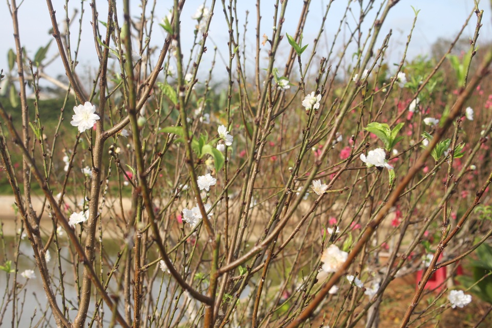 Về vùng đất đỏ banzan xem chàng trai gốc Bắc thổi hồn vào trăm gốc đào - 4 Về vùng đất đỏ banzan xem chàng trai gốc Bắc thổi hồn vào trăm gốc đào - 4