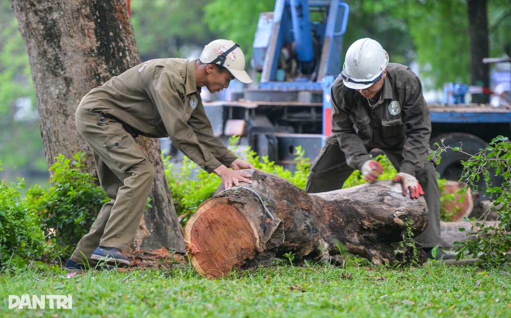 Cận cảnh chặt hạ cây sưa đỏ 100 tuổi bên bờ hồ Hoàn Kiếm - 8 Cận cảnh chặt hạ cây sưa đỏ 100 tuổi bên bờ hồ Hoàn Kiếm - 8
