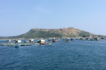 Nông dân Lý Sơn lãi lớn từ mô hình nuôi cá bớp thương phẩm