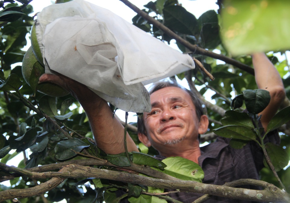 Nông dân Hoài Ân đổi đời nhờ trồng bưởi da xanh - 1 Nông dân Hoài Ân đổi đời nhờ trồng bưởi da xanh - 1