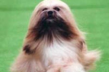 Giàu nhanh nhờ lai giống chó cảnh