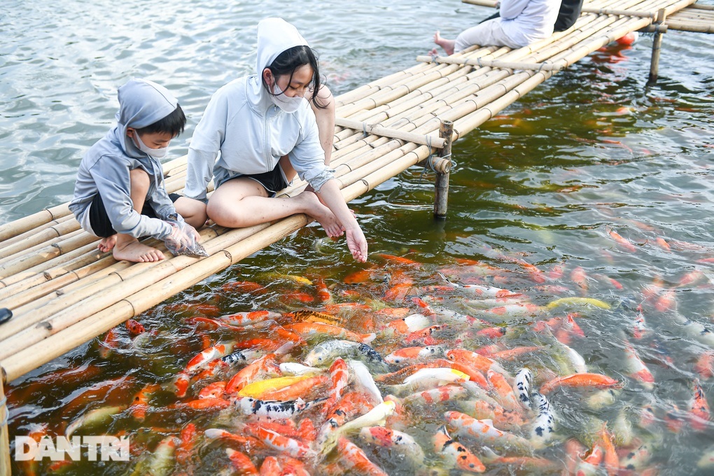 Hà Nội: Yêu cầu di dời 8 tấn cá koi ra khỏi hồ Đầm Đông - 2 Hà Nội: Yêu cầu di dời 8 tấn cá koi ra khỏi hồ Đầm Đông - 2