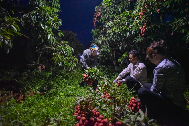 Người dân “thủ phủ vải thiều” Lục Ngạn chong đèn thu hoạch vải - 13 Người dân “thủ phủ vải thiều” Lục Ngạn chong đèn thu hoạch vải - 13