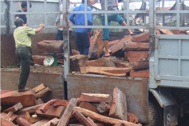 Phát hiện xe chở gỗ trắc trị giá hàng tỷ đồng
