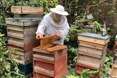 Công việc của người đứng đầu nhóm nuôi ong của Hoàng gia Anh