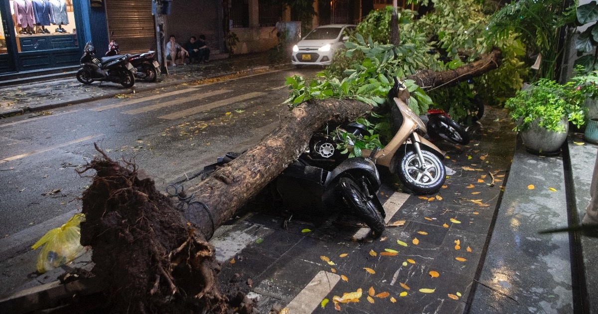 View - Hàng loạt cây xanh bật gốc, gãy cành sau cơn mưa dông lớn ở Hà Nội | Báo Dân trí
