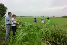 Australia hỗ trợ đổi mới nông nghiệp bền vững tại Việt Nam