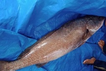 Ngư dân Quảng Nam câu được cá nặng 10kg, nghi là sủ vàng quý hiếm