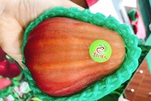 Bất ngờ quả roi khổng lồ to như xoài tượng xuất hiện ở Việt Nam