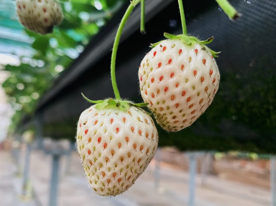 Dân du lịch thi nhau săn dâu Bạch Tuyết 2 triệu/kg ở Đà Lạt - 9 Dân du lịch thi nhau săn dâu Bạch Tuyết 2 triệu/kg ở Đà Lạt - 9