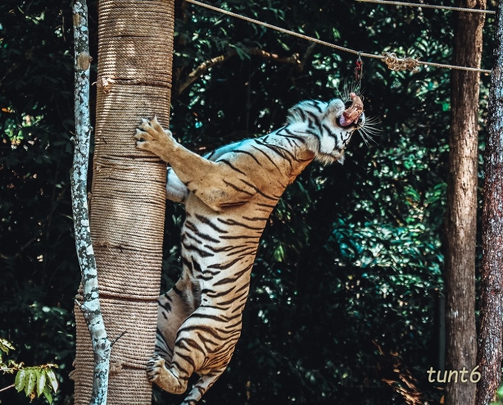 Khám phá cuộc sống hoang dã thời giãn cách bên trong công viên bảo tồn lớn hàng đầu châu Á - 5 Khám phá cuộc sống hoang dã thời giãn cách bên trong công viên bảo tồn lớn hàng đầu châu Á - 5
