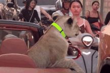 Đại gia ở Thái Lan cho sư tử ngồi xe mui trần lượn phố gây náo loạn