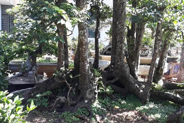 Cận cảnh cây khế 19 thân quý hiếm