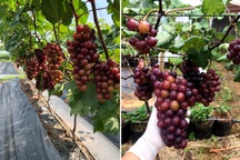 Ông chủ quán cà phê về quê cuốc đất trồng nho, dâu tây ở Quảng Trị