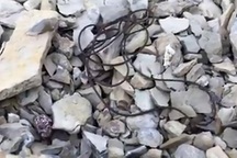 Rùng mình sinh vật kỳ lạ như đến từ ngoài hành tinh ở Serbia