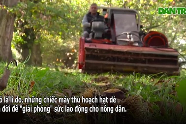 Cận cảnh máy thu hoạch hạt dẻ… "nhanh như chớp"