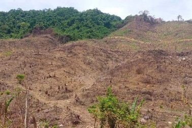 Vụ gần 98ha rừng bị xâm hại: Phát hiện sớm nhưng chậm xử lý?