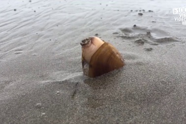 Tổng hợp 100 video “hot” nhất mạng xã hội năm 2017: Từ 50 đến 26