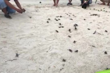 Rùa con vừa nở "chạy đua" ra biển Cù Lao Chàm