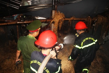 Nhóm lửa đuổi muỗi cho bò, suýt nướng cả… đàn bò