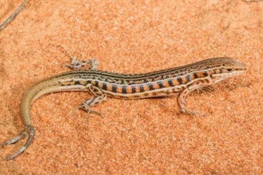 Thằn lằn có thể mọc nhiều đuôi