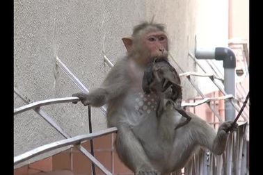 Khỉ mẹ cụt tay vẫn ôm chặt không rời xác của con đã chết khô