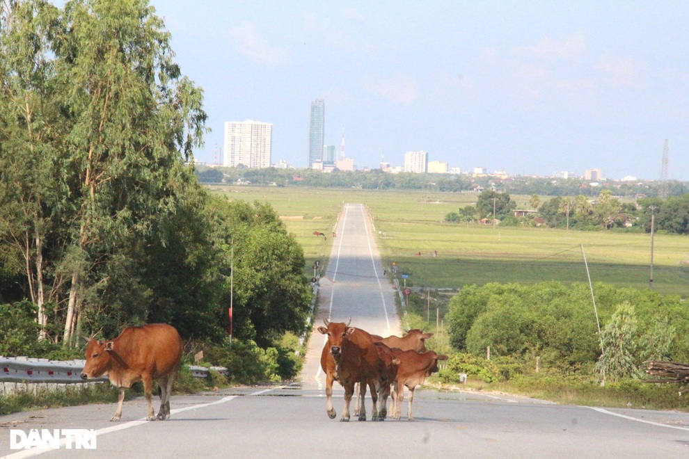 Đường 52 tỷ đồng đầu tư xong bỏ quên suốt nhiều năm - 3 Đường 52 tỷ đồng đầu tư xong bỏ quên suốt nhiều năm - 3