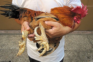 Săn gà chín cựa giữa đại ngàn