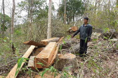 3 đối tượng phá rừng trốn lệnh truy nã ra đầu thú