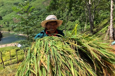 Lúa nước lên ngàn và kỳ vọng no ấm của đồng bào người Mày nơi biên giới