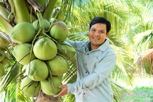 Trồng dừa thấp tè, với tay hái trái, anh nông dân chinh phục vùng đất phèn