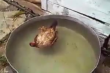 Hài hước chú gà ngủ say như chết trong bể nước