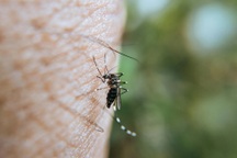 Chikungunya có đặc điểm giống bệnh sốt xuất huyết, làm sao để phân biệt?