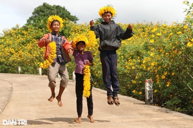 Hoa dã quỳ "nhuộm vàng" núi lửa Chư Đăng Ya