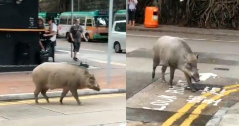 Lợn rừng thơ thẩn dạo bước bên ngoài quán cà phê ở Hong Kong - 1 Lợn rừng thơ thẩn dạo bước bên ngoài quán cà phê ở Hong Kong - 1