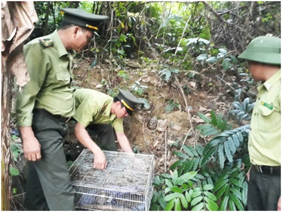 Thả 24 cá thể động vật hoang dã về rừng tự nhiên - 1 Thả 24 cá thể động vật hoang dã về rừng tự nhiên - 1