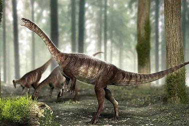 Phát hiện hoá thạch khủng long cổ dài cổ nhất từng được biết đến