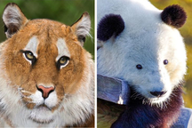 Hổ không vằn, hươu không gạc, voi mất vòi trông sẽ thế nào?