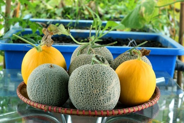 Thầy giáo vác đất lên sân thượng, làm vườn rau trái sum suê ở Điện Biên