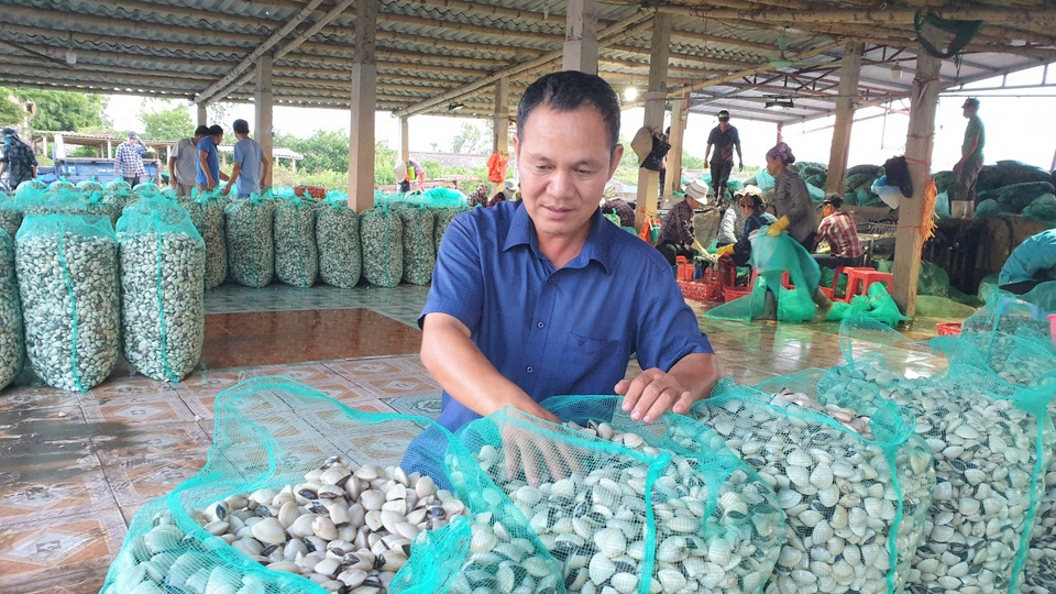 Lao đao vì hàng chục tấn ngao giá “rẻ như bèo”, bán không ai mua - 4 Lao đao vì hàng chục tấn ngao giá “rẻ như bèo”, bán không ai mua - 4